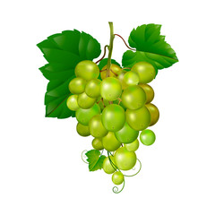 Beautiful bunch of grapes on a white background. isolate