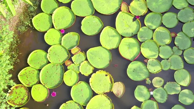 Aerial photo top view of Victoria water lilies