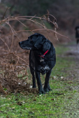 Labrador Springer in forest walking towards camera