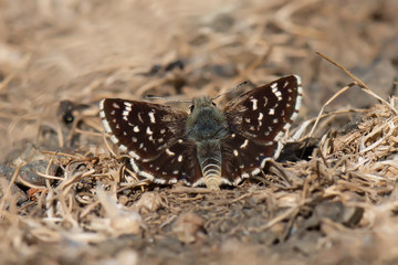 butterfly on leaf