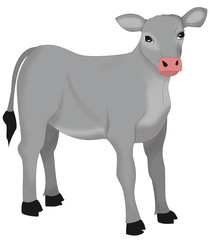 calf