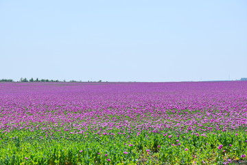 Obraz premium Papaver Somniferum L Violet Poppy Colorful Field Stock Photo