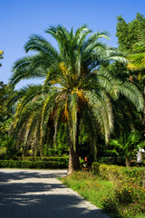 Fototapeta na wymiar date palm in the Park in summer