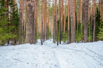 In winter, in a pine forest winding path going into the distance.