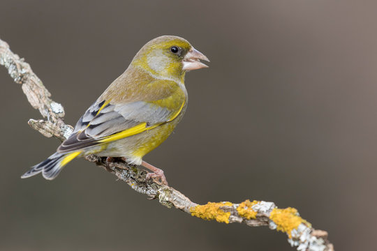 The European greenfinch (Chloris chloris) or common greenfinch is a songbird of the order of the Passeriformes and the family Fringillidae.