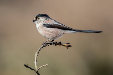 Long-tailed Tit, Aegithalos caudatus, single bird on the branch on blurred background