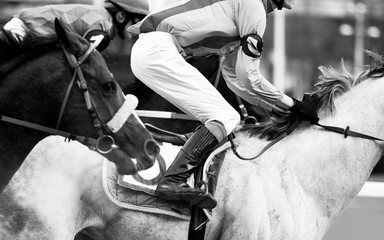 horse race detail closeup in monochrome