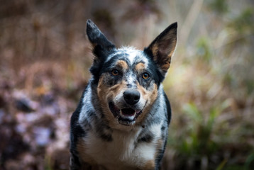 Australian Sheepdog portrait