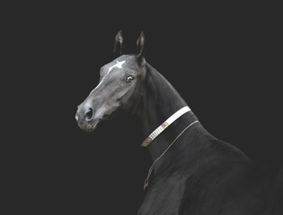 Fototapeta na wymiar Black akhal-teke horse in traditional finery on dark background monochrome image