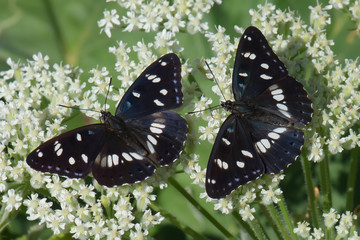 butterfly on a flower