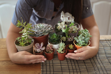 Succulents hands florist,taking care home plants