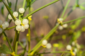 Viscum album, the European mistletoe or common mistletoe. White mistletoe berries.,