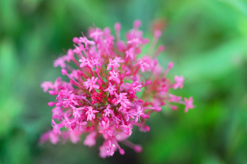 Red valerian in the garden. Latin name  Centranthus ruber. Spur valerian, kiss-me-quick, fox's...