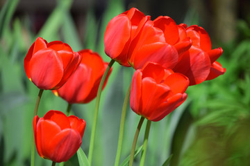 Obraz premium Tulips Flower Garden Planting Many Colorful Background Mother´s Day Women´s Day Stock Photo