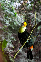 Toucan behind wire fence