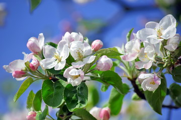 Apple Blossom Bloom Fruit Tree White Pink Colorful Stock Photo