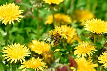 Bee on Dandelion Field Bright Colorful Summer Stock Photo