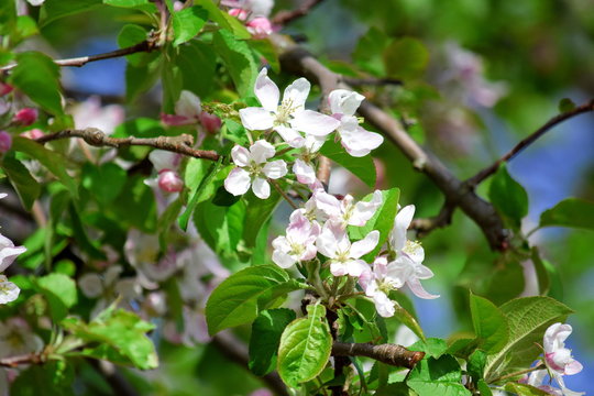 Apple Blossom Bloom Fruit Tree White Pink Colorful Stock Photo