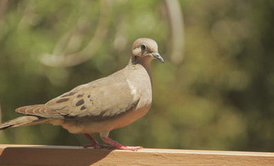 Dove 