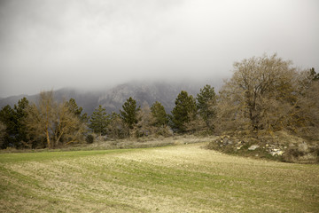 Obraz premium Trees in forest