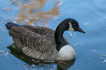 Ducks on winter lake 