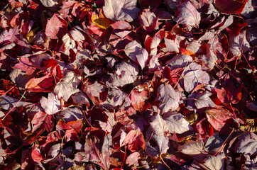Red leafs covering the ground