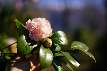 Pink camelia from Parco delle Camelie in Locarno