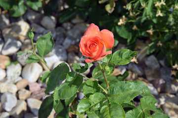 Orange Red Rose Home Gardening Planting Stock Photo