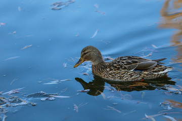 Ducks on winter lake 