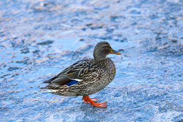 Ducks on winter lake 