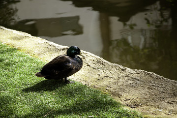 Small ducks park