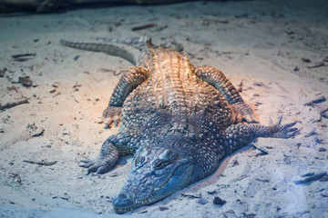 Crocodile ling on sand 