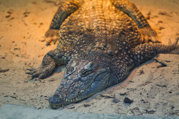 Crocodile ling on sand 
