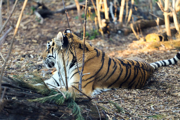amur tiger in forest 