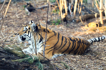 amur tiger in forest 