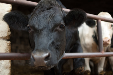 Portrait of cow's face with wet nose looking at the camera with interest, eco farming concept