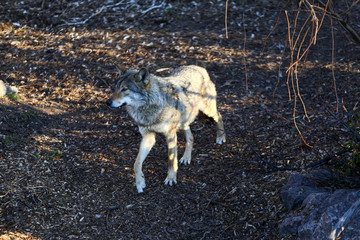 wild wolf in forest 