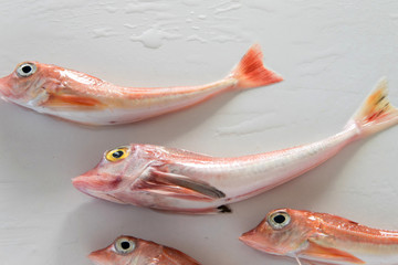 Brightly colored sea fish - Red Gurnard, on white background