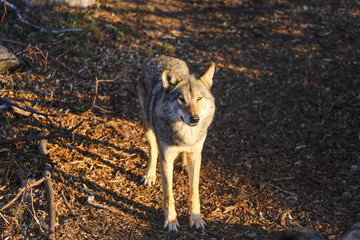wild wolf in forest 