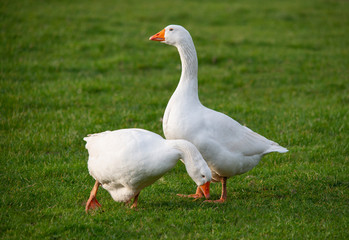 couple of white house gooses at green meadow