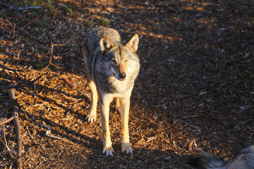 wild wolf in forest 