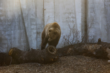 brown bear playing in the zoo 