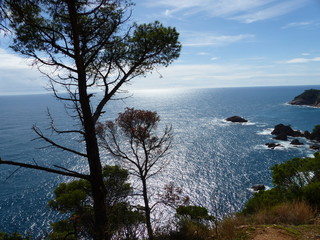 Kiefern, Pinien, Meer und Felsenküste an der Costa Brava