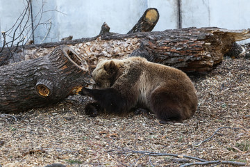 brown bear playing in the zoo 