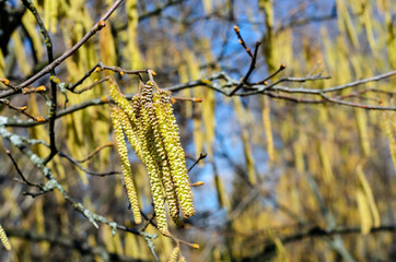 The young yellow-green blooming long catkins waving by the wind on alder tree (Alnus) branches in early spring season