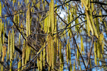 The young yellow-green blooming long catkins on alder tree (Alnus) branches in early spring season