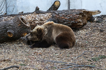 brown bear playing in the zoo 