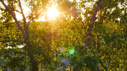 autumn in the forest