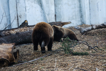 brown bear playing in the zoo 