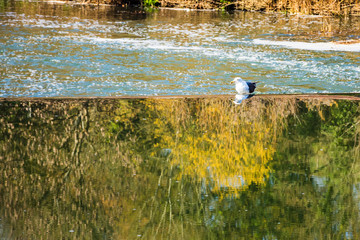 A seagull perched drinking at the top of the Avoncliff weir in Wiltshire